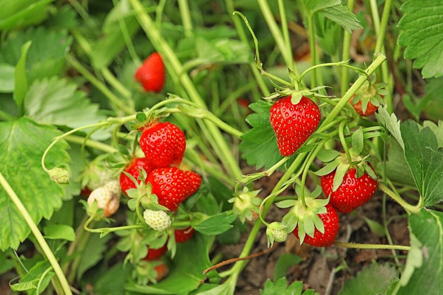 Plante um calêndula entre cada planta de morango