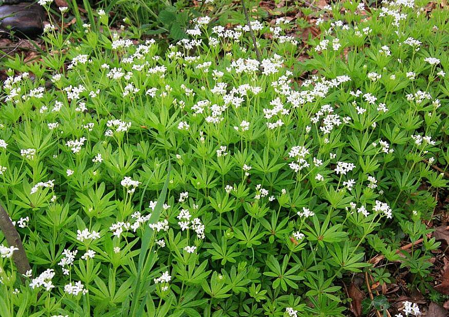 Sweet Woodruff é uma planta perene resiliente que atinge uma altura de cerca de 30 centímetros