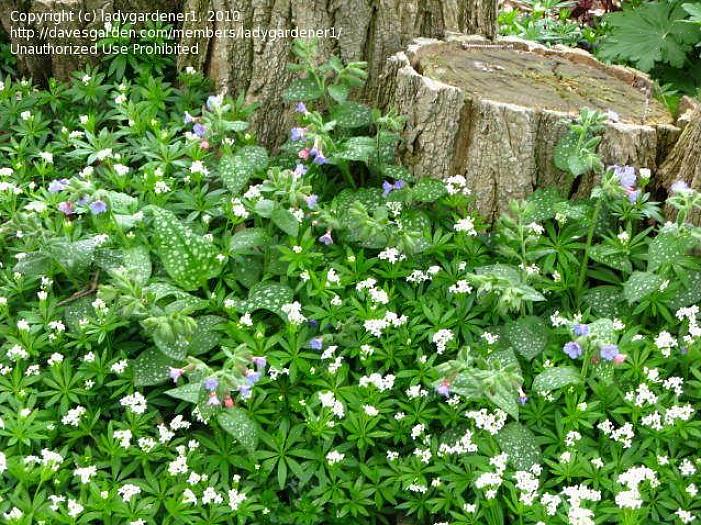 Comece a plantar madeira em casa