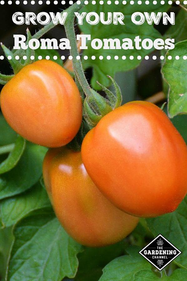 Os produtos dessas plantas às vezes também são chamados de tomates do mato
