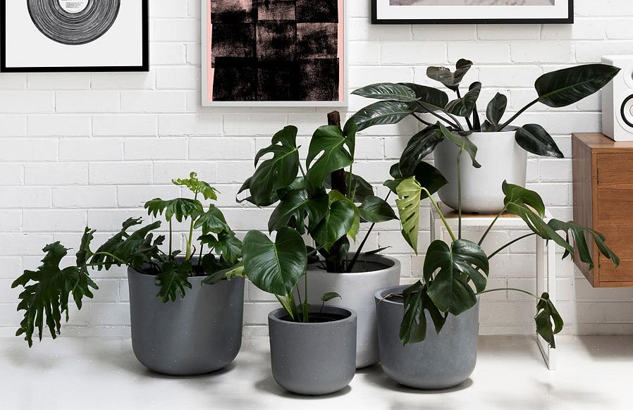 Um proprietário que tem uma planta que precisa de um vaso maior não está apenas mantendo as plantas vivas