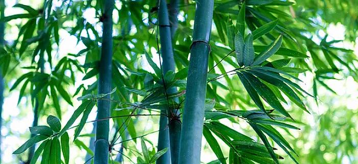 O bambu é uma bela tela ou cerca viva e