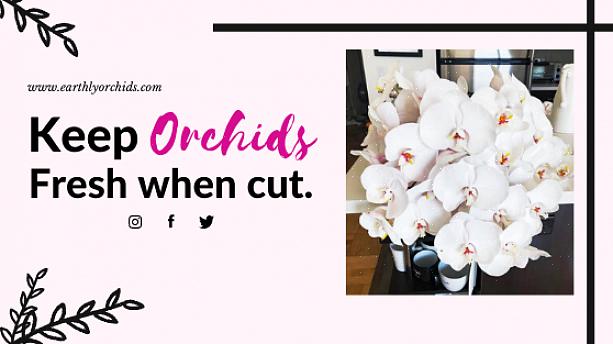 As orquídeas gostam de condições úmidas
