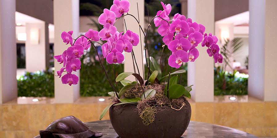 Flores como acessórios para as orquídeas e