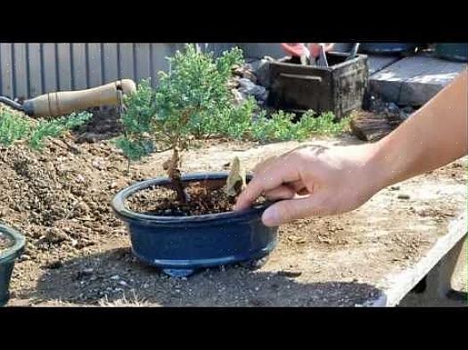Criar uma árvore de bonsai leva anos de prática