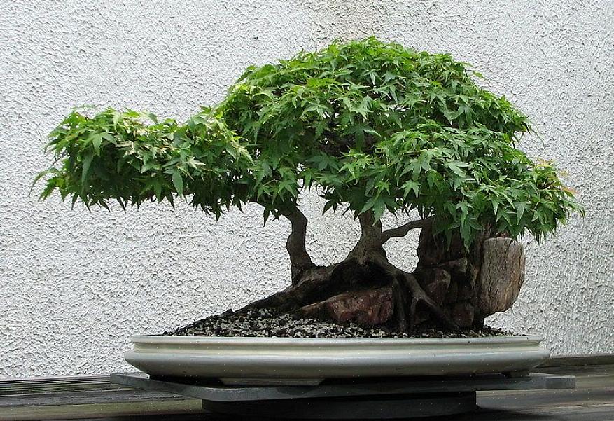 Podada para criar uma árvore de bonsai visualmente atraente