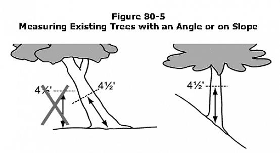 Existem quatro métodos comuns para medir a altura de uma árvore