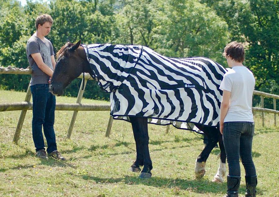 Baixar alguns da Internet ou basear o padrão em um cobertor para cavalos que você já possui