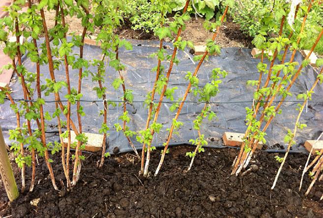 É mais difícil desenterrar plantas maduras do que usar plantas novas de rebentos