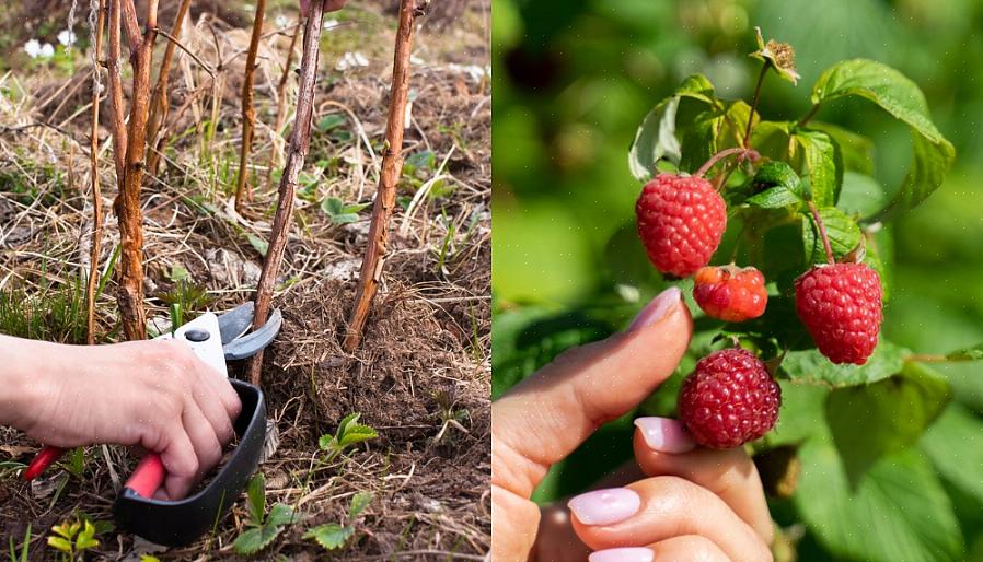 Você pode mover plantas de framboesa maduras ou sugadores de framboesa