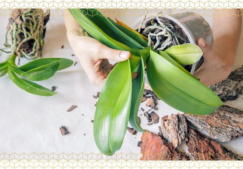 As orquídeas também se desenvolvem na umidade