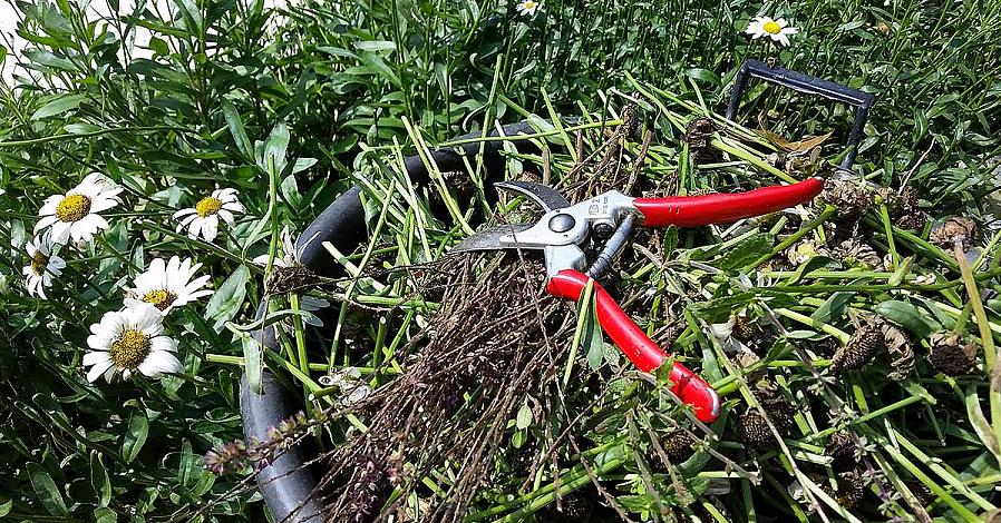 Os preparativos que fazemos para suas plantas perenes de outono equivalem a prepará-los para seu longo sono