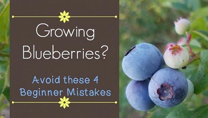 Siga estas etapas correspondentes para evitar erros de cultivo de uva