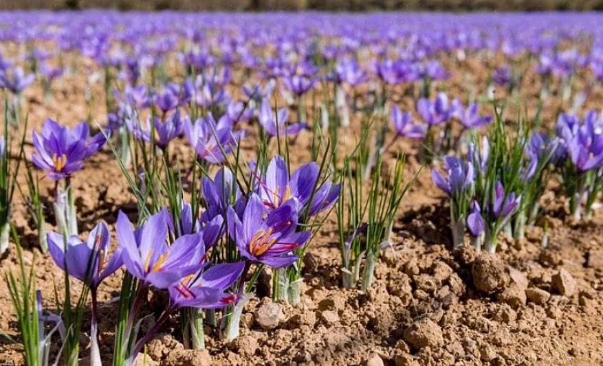 As flores de açafrão são consideradas um dos tipos de flores mais lentos para germinar ou crescer a partir