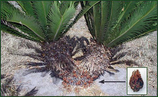 Corte a ventosa da planta de palma crescida