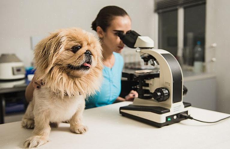 Pode não ser uma agência regular de modelos de animais de estimação