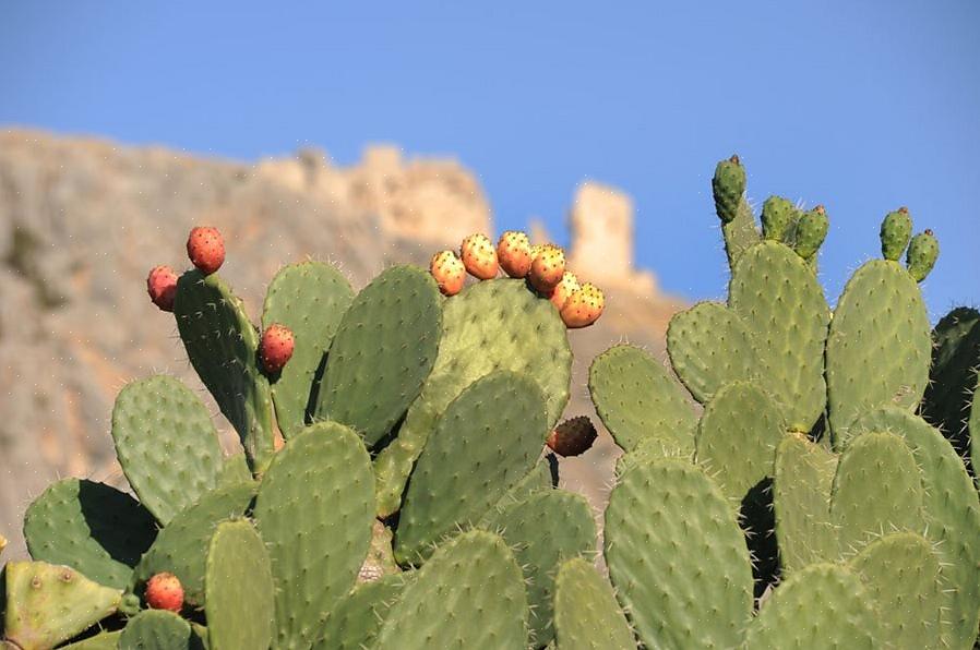 Você não quer que isso os bagunce com aquelas agulhas de cactos irritantes