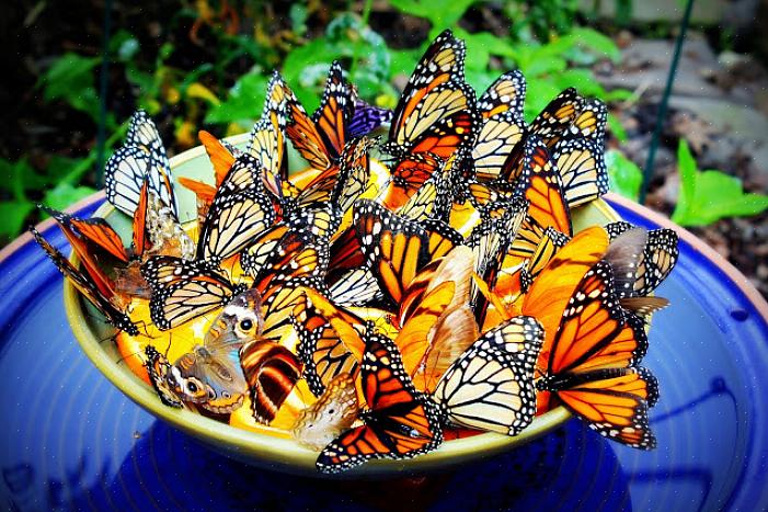 Coloque água com açúcar no prato para atrair as borboletas