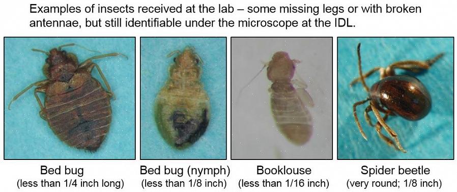 A seus insetos na identificação de aliados é obter a descrição mais detalhada possível do bug