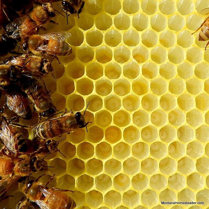 A abelha rainha põe seus ovos dentro das células do favo de mel