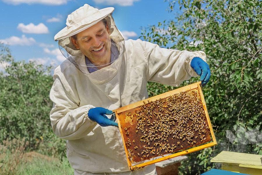 Uma pequena abertura pode ser usada pelas abelhas para voar por dentro da perna da calça