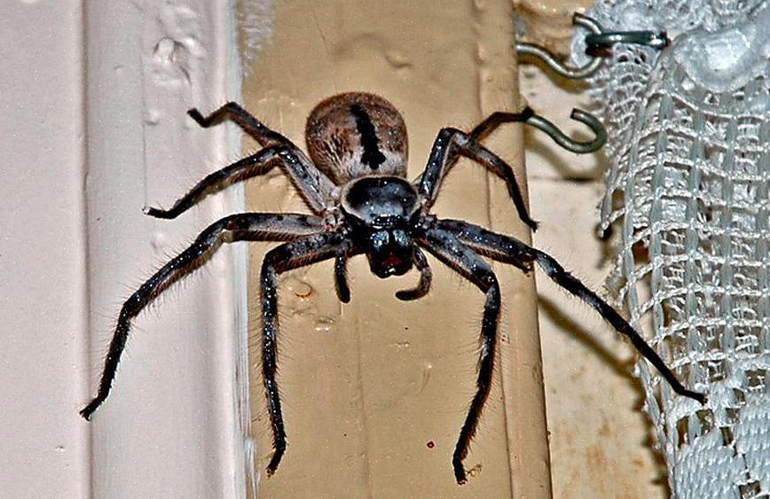 Essas aranhas podem ser as criaturas de oito patas mais populares do mundo