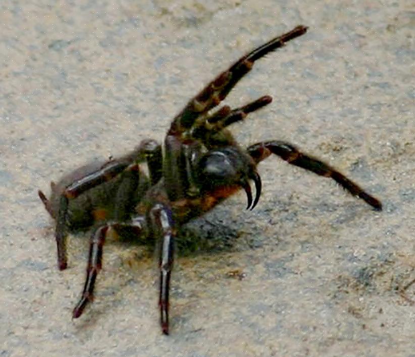 Aqui está uma lista das sete aranhas mais mortíferas do mundo