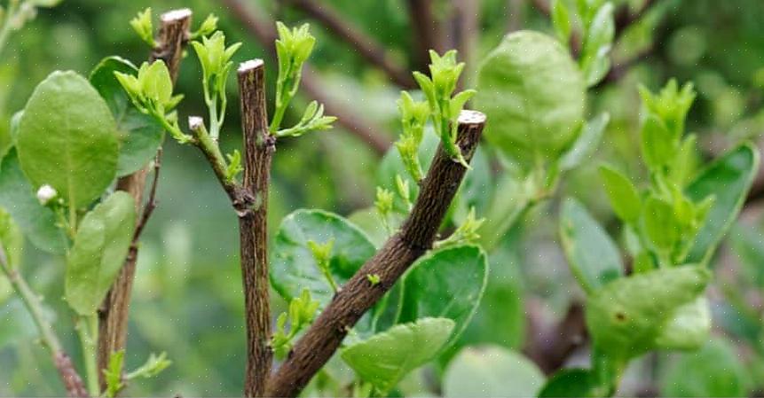 O motivo mais comum para podar uma laranjeira é fazê-la produzir mais frutos