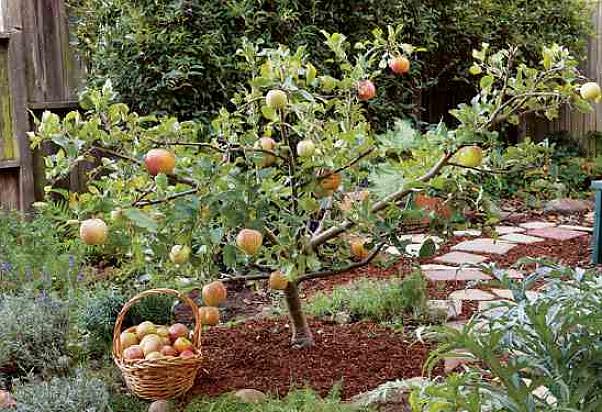 Naveline podem ser podados a partir de março ou abril até a floração