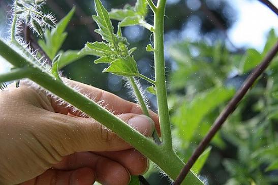 Também deixará uma ferida maior no caule da planta