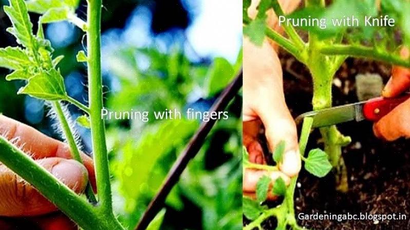 A planta irá direcionar toda a energia daquele caule para um único tomate