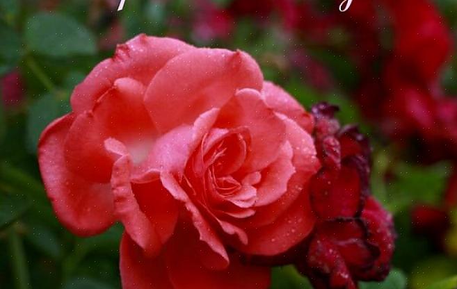 Os espinhos que crescem ao longo do caule de uma rosa são as únicas falhas na flor perfeita