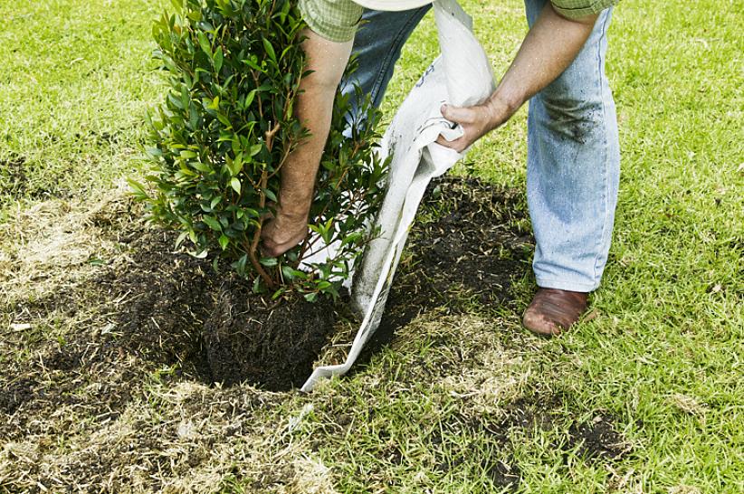 Essas etapas irão ajudá-lo a replantar seus arbustos com sucesso