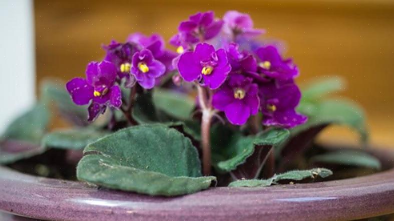 Violetas africanas são plantas muito responsivas