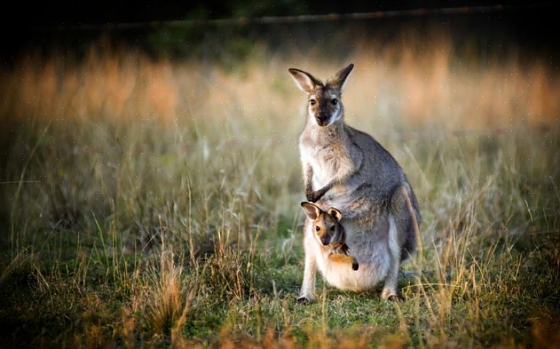Um animal muito interessante de se tirar uma foto é a maior espécie da família Macropodidae - o canguru