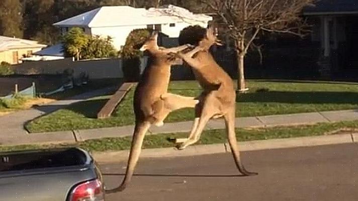 A fotografia ao ar livre envolve uma gama de detalhes para obter as melhores fotos possíveis