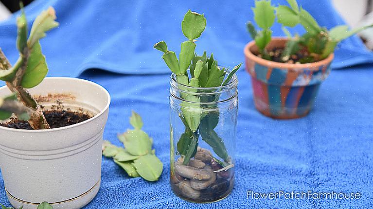 Seu Cacto de Natal florescerá no Natal