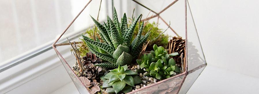 As plantas vivas usadas em um terrário devem ser adequadas em um ambiente onde possam crescer gradualmente