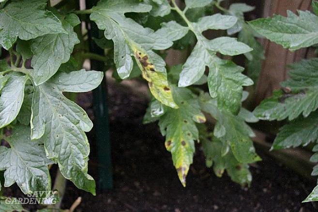 Se você notar manchas pretas ou marrons na parte inferior de seus tomates