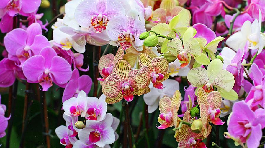Aqui estão algumas dicas úteis de cultivo para plantar suas orquídeas dentro de casa ou para plantar