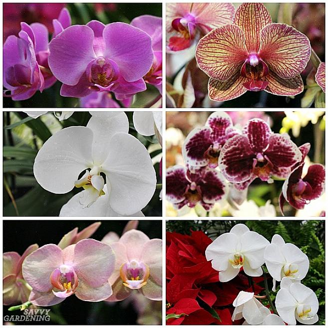 Dicas para cuidar de orquídeas em ambientes internos