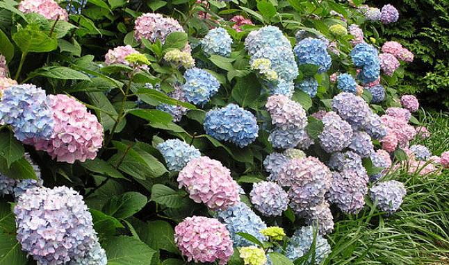 Se sua hortênsia começar a ter muitos cachos de flores