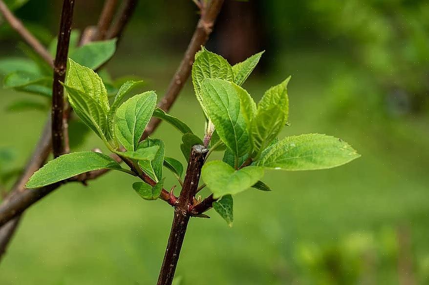 Hortênsias vêm em uma ampla variedade de tamanhos