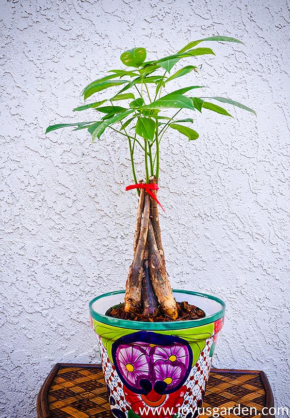 A planta da árvore do dinheiro tem sido comumente usada como um presente