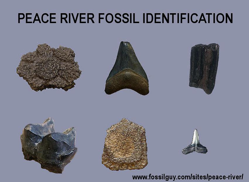 Fósseis são pedaços preservados de organismos