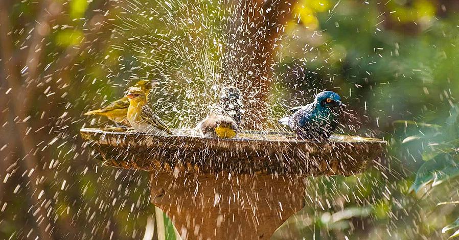 Encontrar o bebedouro de cobre certo garantirá que as aves em sua área tenham um banho bem limpo