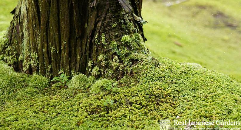 Existem muitas razões pelas quais você também gostaria de cultivar um jardim de musgo