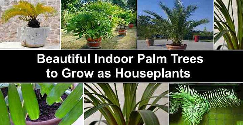 Certifique-se de que o solo é adequado às necessidades de crescimento de suas palmeiras e