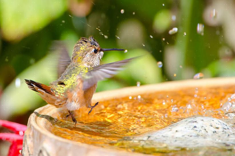 Um banho de pássaros em uma parte sombreada do quintal pode não chamar muita atenção de nossos amigos alados