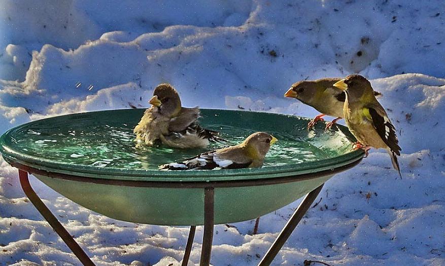 O banho do pássaro também deve ser capaz de melhorar seu jardim ou quintal